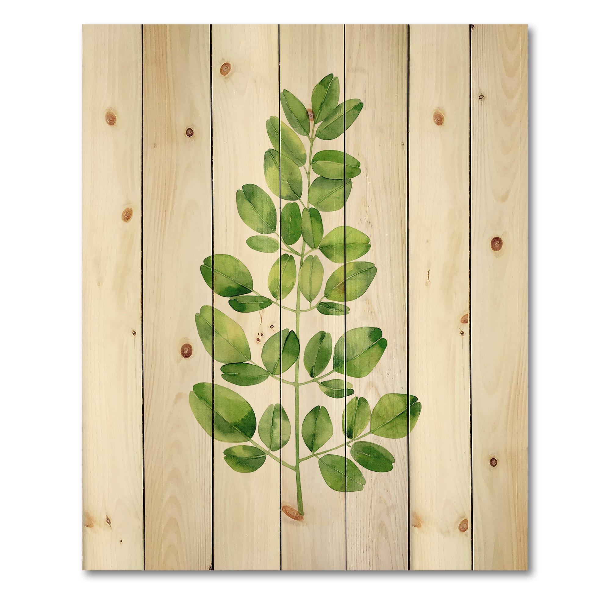 Designart - Moringa Branch Tropical Tree Foliage